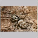 Salticus scenicus - Springspinne 11.jpg